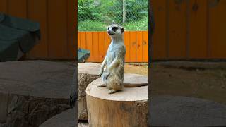 Meerkat looking everywhere animal meerkat [upl. by Gromme]