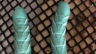 Hornworm breeding is here How to get started  update [upl. by Stefa]