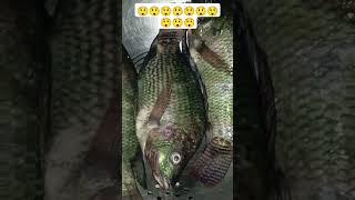 Big climbing fish 😲😲😲😲 shorts viral fish [upl. by Nodyl]