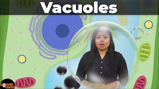 Vacuoles [upl. by Crowe]