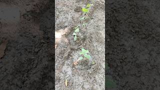 Co curricular activity kavijakhar art cocurricularactivities youtube shorts gardening [upl. by Silva369]