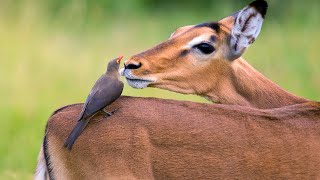 Oxpeckers The Natural Pest Controller  Oxpeckers Role in the Animal Kingdom [upl. by Adaminah]