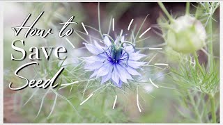 How to Save Nigella Seeds Love In the Mist [upl. by Dnalyag]