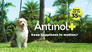 Support Your Dogs Joints This Summer  Antinol Plus [upl. by Daniels]