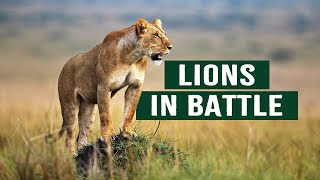 The Apex Predators Fighting To Feed Their 21 Lion Family  Pride In Battle  Full Documentary [upl. by Eyatnod156]