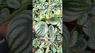 watermelon peperomia💚🍀 [upl. by Panther]