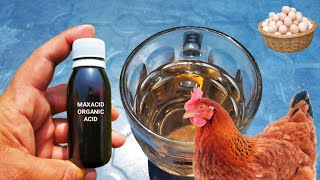 Use of Organic Acid in Poultry Birds  Organic Acid for Chickens  Dr ARSHAD [upl. by Karl126]