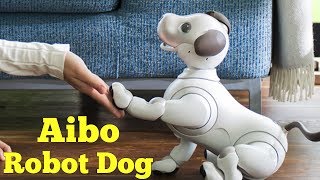 Sonys Aibo Robot Dog returns with advanced AI [upl. by Ehcsrop]