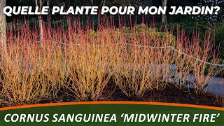 CORNOUILLER SANGUIN MIDWINTER FIRE  Quelle Plante Pour Mon Jardin [upl. by Dnomal]