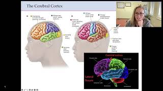 Neuroanatomy  Cortical and Subcortical Structures Lecture [upl. by Amsab]