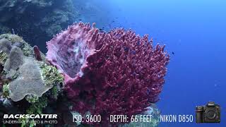 Nikon D850 Underwater White Balance Test [upl. by Allare]