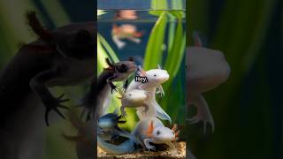 How do axolotls survive in the wild given their limited distribution in Mexico’s lakes [upl. by Einavoj110]