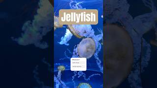 Pacific Ocean or Camden Aquarium shorts jellyfish jellyfishentertainment adventureaquarium [upl. by Aytak]