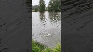 1s Hecht Livebiss angel fishing natur fischen fish angeln hechtangeln hecht spinnfischen [upl. by Adnesor]