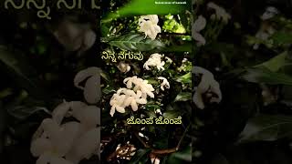 Nenape nitya malligeKannada Love song kendasampigekannadasongs ytshorts youtubeshorts trending [upl. by Jard729]