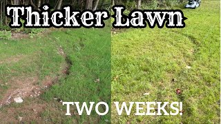 ULTIMATE Guide To OVERSEEDING YOUR LAWN [upl. by Ofella]