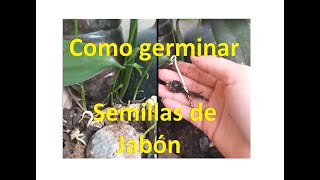 Como germinar semillas de jabón  sapindus Saponaria nueces de lavado [upl. by Bender]