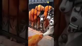 Wait for end🤣🤣dogsfunnyvideos funnycomedy kannada reelsinstagram viralvideos shortsviral [upl. by Joappa106]