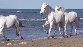 White horses running good luck vastu [upl. by Keram]