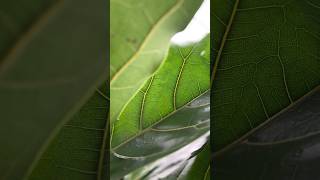 Ficus Lyrata AKA the fiddle leaf fig our plant of the month at Hortology plants green nature [upl. by Bausch541]