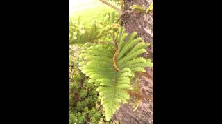 Plant ID Norfolk Island Pine Araucaria heterophylla [upl. by Haiel]