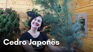 Cedro Japonês [upl. by Nerat]