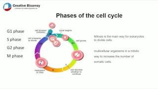 cell proliferation assay services [upl. by Crescen643]