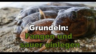 Grundeln Fangen und sauer einlegen [upl. by Etterrag]