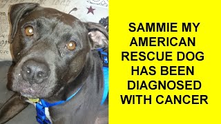 Sammie My Dog Has Lymphoma Cancer [upl. by Henrik]