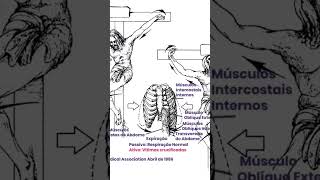ANATOMIA da crucificação os pregos nos pés e a respiração [upl. by Elysha]