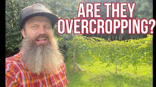 Are my Muscadines Overcropping  EP 169 [upl. by Renner]