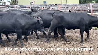 Braidwood Cattle Co 62 PTE Angus Heifers [upl. by Haik327]