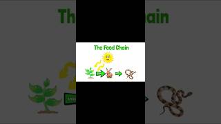 The Food ChainFoodChainEcosystemBalanceFoodChainEnergyFlowTheFoodChainshortsfunlearning [upl. by Akeem]