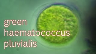 haematococcus pluvialis green [upl. by Tips]