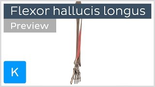 Functions of the flexor hallucis longus muscle preview  3D Human Anatomy  Kenhub [upl. by Daly]