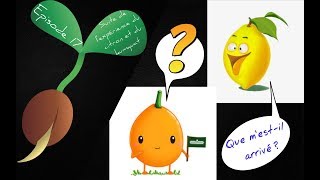 🍋Episode 17  Tutoriel faire germer un pépin de citron et résultat du kumquatJ6🍋 [upl. by O'Shee]