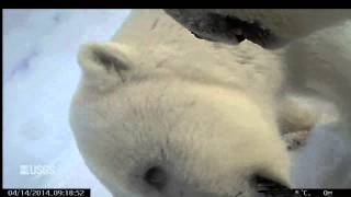 Polar Bear Wearing POV Cam Eats Seal Gets Frisky  Video [upl. by Coe792]