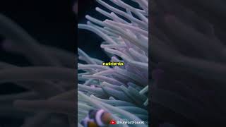 Symbiotic Sea Anemones facts shorts [upl. by Ardnaz]