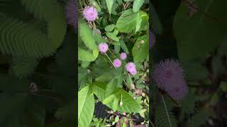 Sensitive mimosa pudica plant 🌱 [upl. by Ennair775]