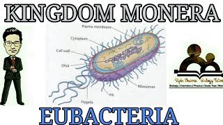 Detailed account of Eubacteria with structure and tricks for NEET AIIMS JIPMER [upl. by Vandyke]