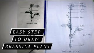 Brassica plant diagram  easy and step by step  draw with me  particle of class 9th  biology [upl. by Noyahs]