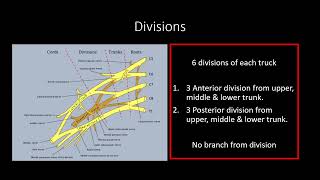 Brachial plexus mnemonics  made easy [upl. by Necyla907]