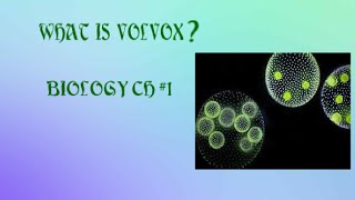 WHAT IS VOLVOX  9th class biology [upl. by Luanni898]