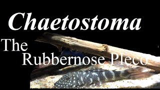 Chaetostoma The Rubbernose Plecos  Their biology and care within the aquarium Lnumber pleco [upl. by Ortrud487]