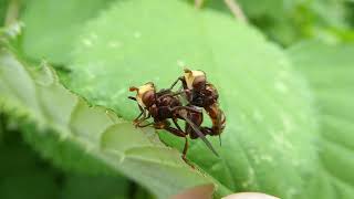 Ferruginous Beegrabber Sicus ferrugineus copula Rotterdam the Netherlands 4 June 2024 66 [upl. by Kahn]