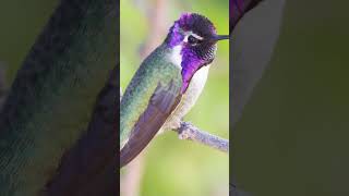 Costas hummingbird beautiful birds of the world [upl. by Ebag]