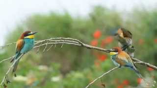 Bienenfresser  European Beeeater  Merops apiaster [upl. by Nileuqaj]