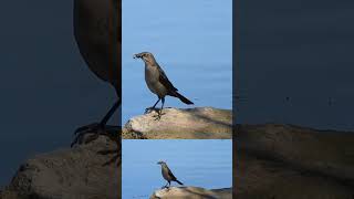 Greattailed Grackle female vocalizing with bug in beak Lake Poway CA birds wildlife nature [upl. by Monahon]