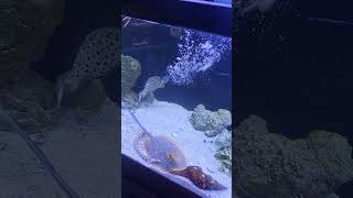 Stingray vs eel vs groupers vs triggers saltwater saltwaterfishtank aquarium fishaquarium [upl. by Hogue]