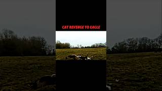 Eagle vs cat trending animals shorts wildlife cat eagle youtubeshorts [upl. by Behlau]